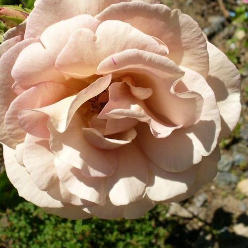 Rdzawo-czerwony z różowym odcieniem - hybryd herbaciany - Róże pienne - z kwiatami bukietowymi - korona krzaczasta